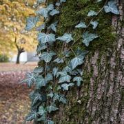 kaartlegger Ivy
